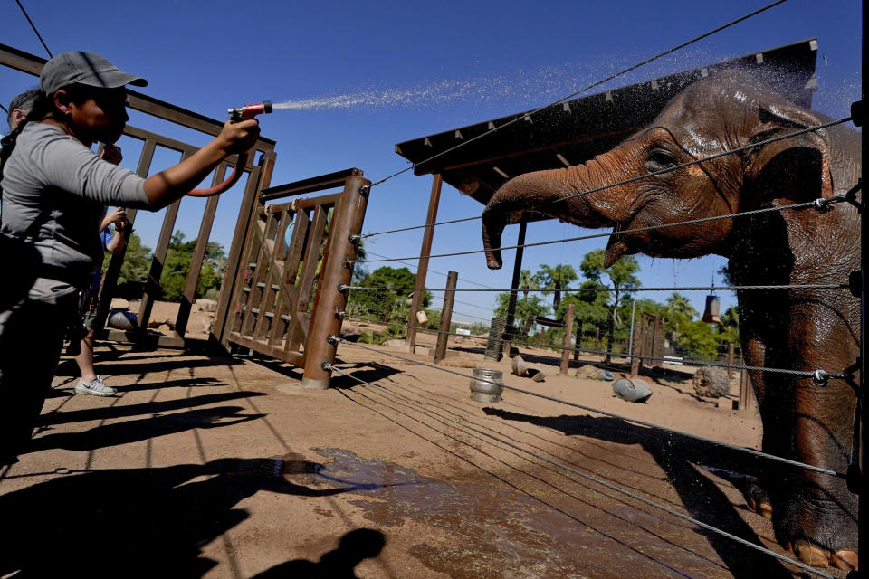 Elephant keeper Leslie Lindholm cools off Indu at the Phoenix Zoo (Matt York / AP)