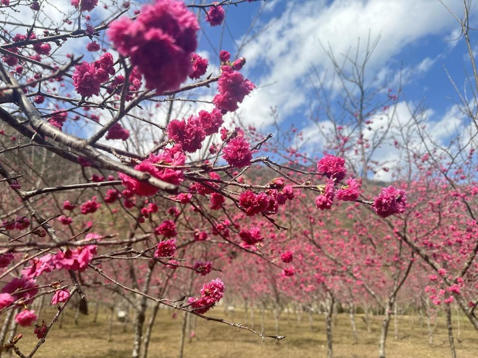 桃源寶山櫻花正是適合賞花的季節。   圖：高雄市觀光局/提供