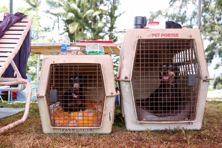 Two dogs named Bella and Bully wait in their crates at a Red Cross evacuation center in Pahoa during ongoing eruptions of the Kilauea Volcano in Hawaii, U.S., May 15, 2018. REUTERS/Terray Sylvester