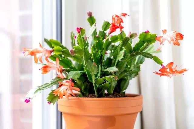 <p>The Spruce / Adrienne Legault</p> Thanksgiving cactus