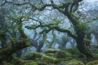 <p>High above Dartmoor’s West Dart River, gnarled and knotted branches reach out of the mist. Wistman’s Wood might look like a landscape imagined by Tolkien, but the only dwarves in these parts are the stunted oaks that crouch above the forest floor. Unchanged for centuries, this Site of Special Scientific Interest is home to hundreds of species of lichen, a large population of adders and 46 types of liverwort and moss – some of which blanket the boulders that lie underfoot. A place of myth and mystery, local legend states that, come nightfall, hellhounds bound out from among the trees, seeking the souls of those that dare enter their domain. </p><p><a class="link " href="https://www.visitdartmoor.co.uk/attraction/wistmans-wood" rel="nofollow noopener" target="_blank" data-ylk="slk:MORE INFO;elm:context_link;itc:0;sec:content-canvas">MORE INFO</a></p>