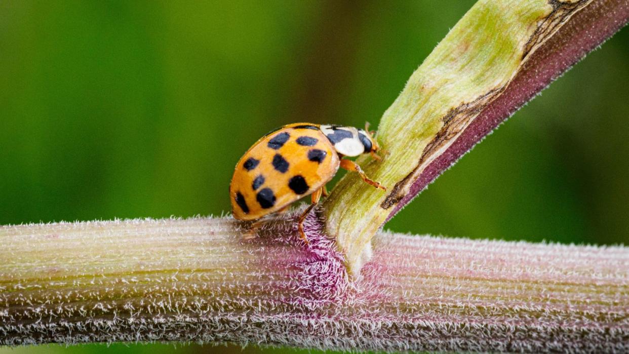 Ein Asiatischer Marienkäfer (Harmonia axyridis) krabbelt im Naturschutzgebiet Ferbitzer Bruch nahe dem Dorf Kartzow auf den Stengeln des Wald-Engelwurz (Angelica sylvestris).