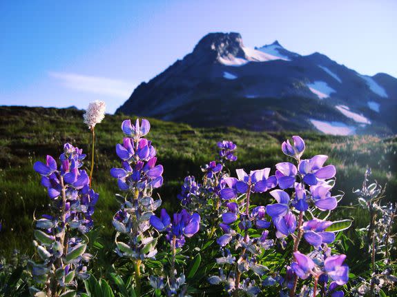 Lupine blooms in a North Cascades National Park meadow.