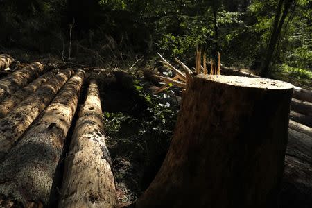 Logged trees and a stub are seen after logging at one of the last primeval forests in Europe, Bialowieza forest, Poland August 29, 2017. REUTERS/Kacper Pempel