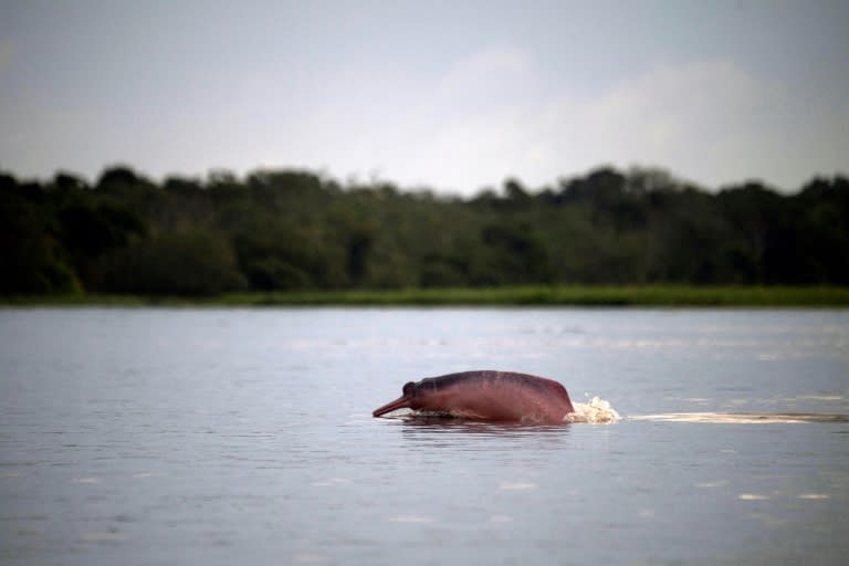 An Amazon pink river dolphin (Inia geoffrensis) is seen at the Amana Sustainable Development Reserve in Amazonas state, Brazil -- experts are using drones to monitor the species