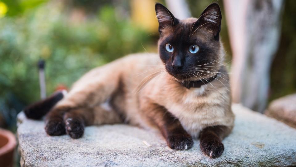 Siamese cat lying outside