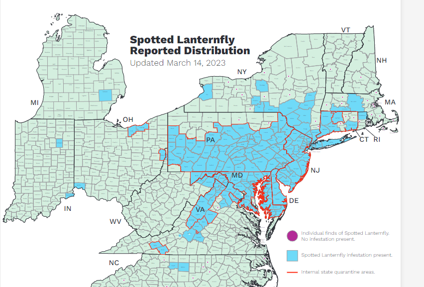 A map showing where the spotted lanternfly has established itself in the Northeast, Midwest and the South as of spring 2023.