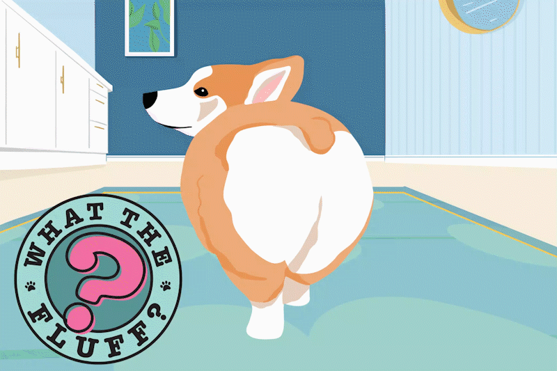 illustration of corgi passing gas; do dogs fart?