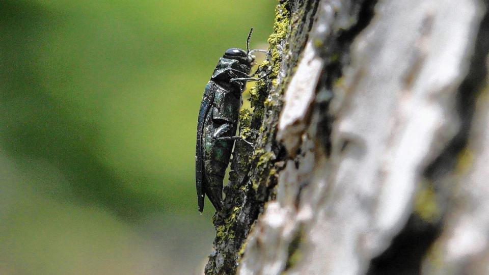 PHOTO: An emerald ash borer in an undated photo.  (Terry Harris/Chicago Tribune/Tribune News Service via Getty Images)