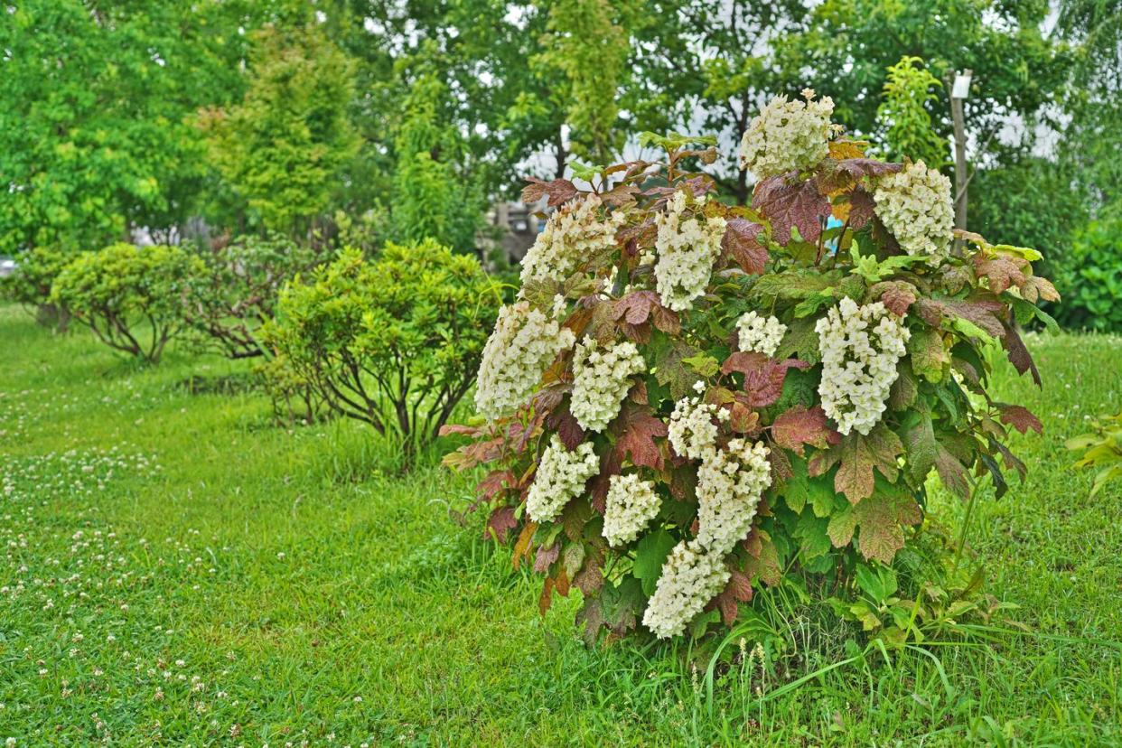 oakleaf hydrangea in a yard