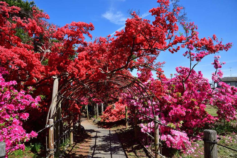 躑躅岡公園（Image Source : Getty Creative/iStockphoto）