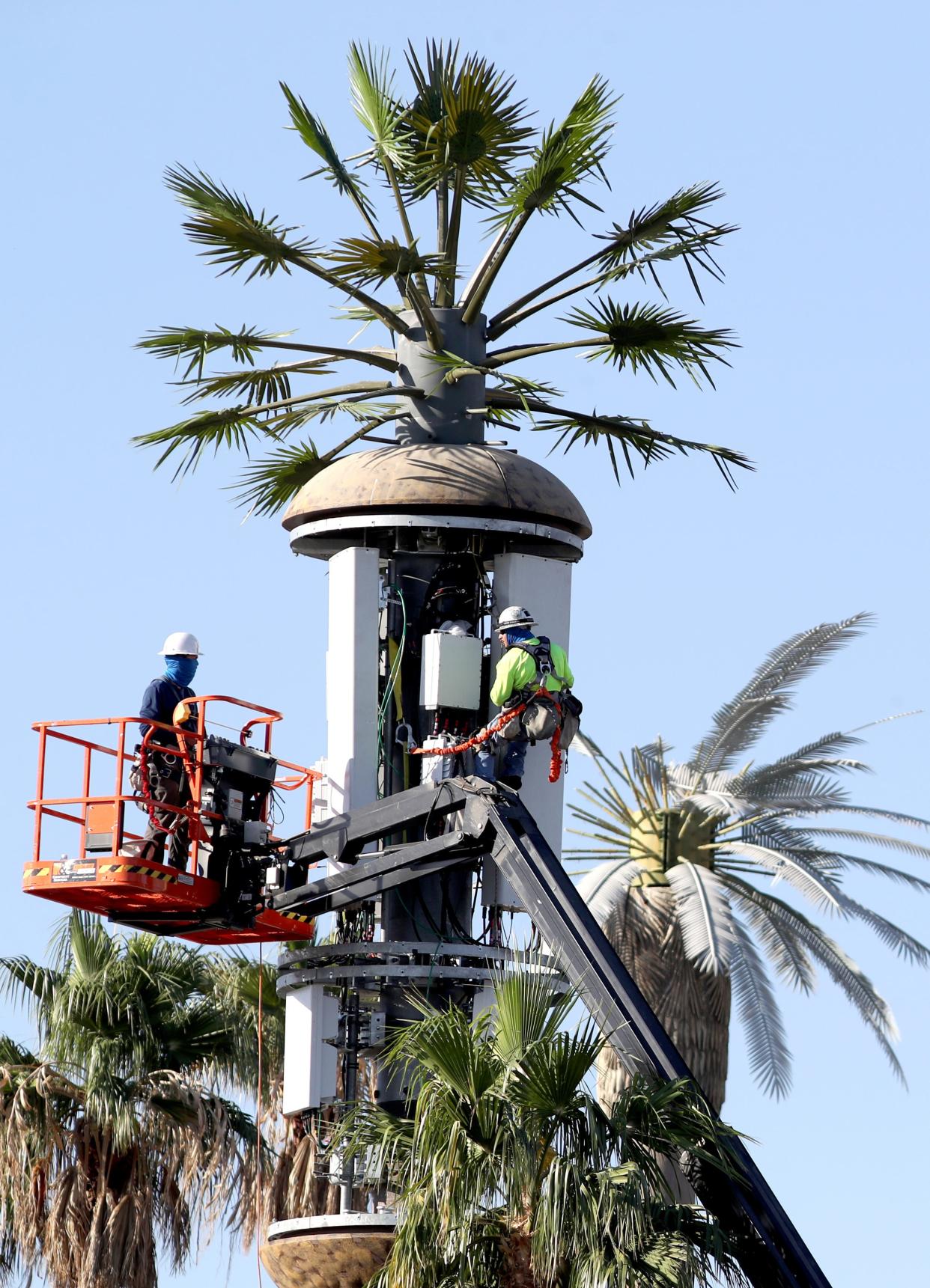 Maintenance crews work on a cellular transmission tower disguised as a palm tree on the grounds of a hotel on Highway 111 in Palm Desert, Calif., on Tuesday, October 24, 2023.