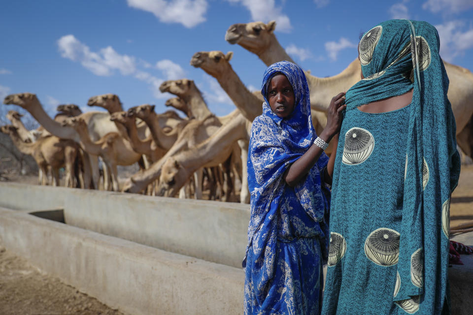 Girls look after their family's camels as they drink from a water point in the desert near Dertu, Wajir County, Kenya Sunday, Oct. 24, 2021. As world leaders address a global climate summit in Britain, drought has descended yet again in northern Kenya, the latest in a series of climate shocks rippling through the Horn of Africa. (AP Photo/Brian Inganga)