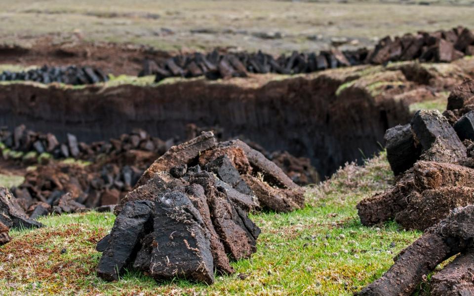 Peatland - Arterra /Universal Images/GETTY IMAGES