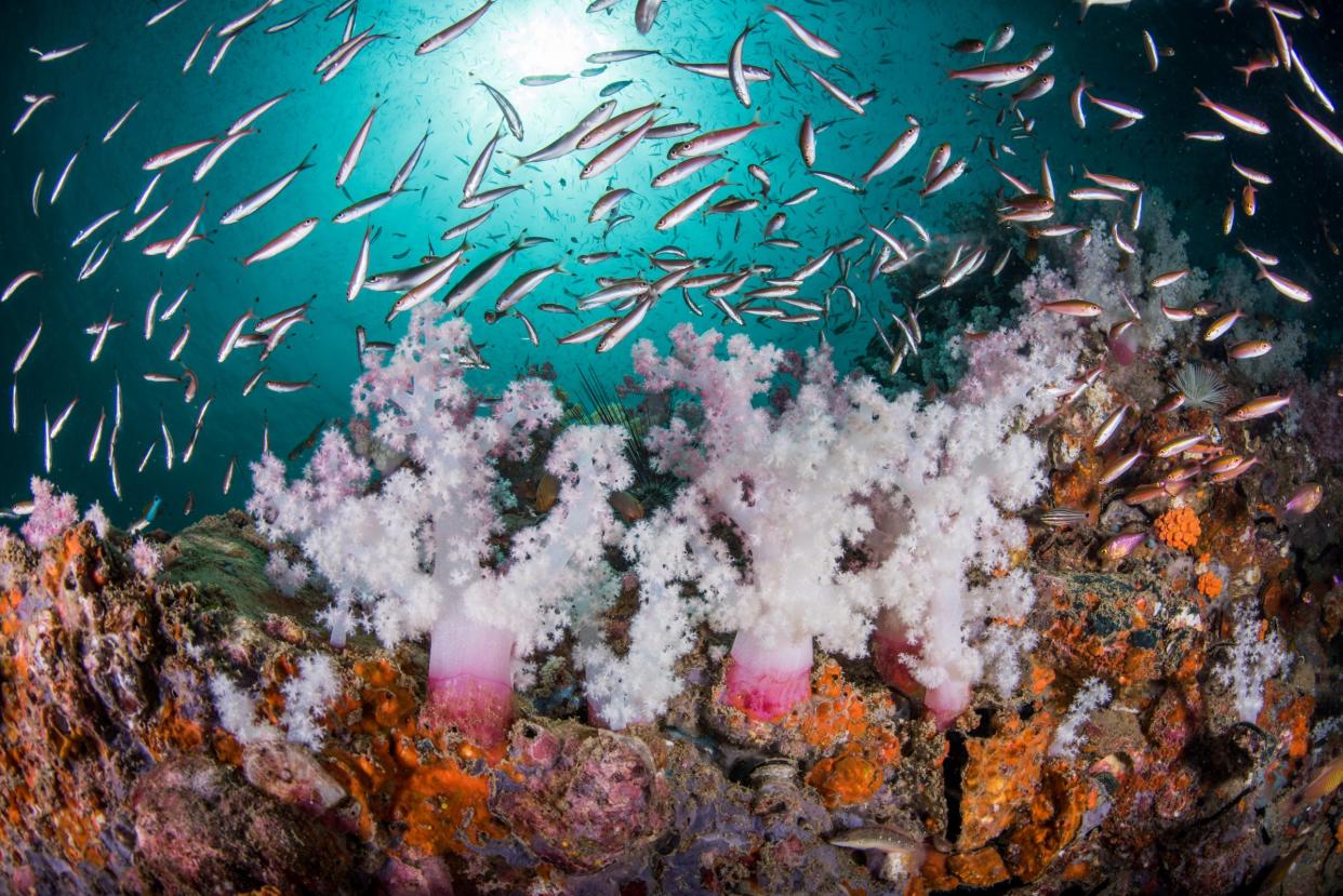 coral reef andaman sea