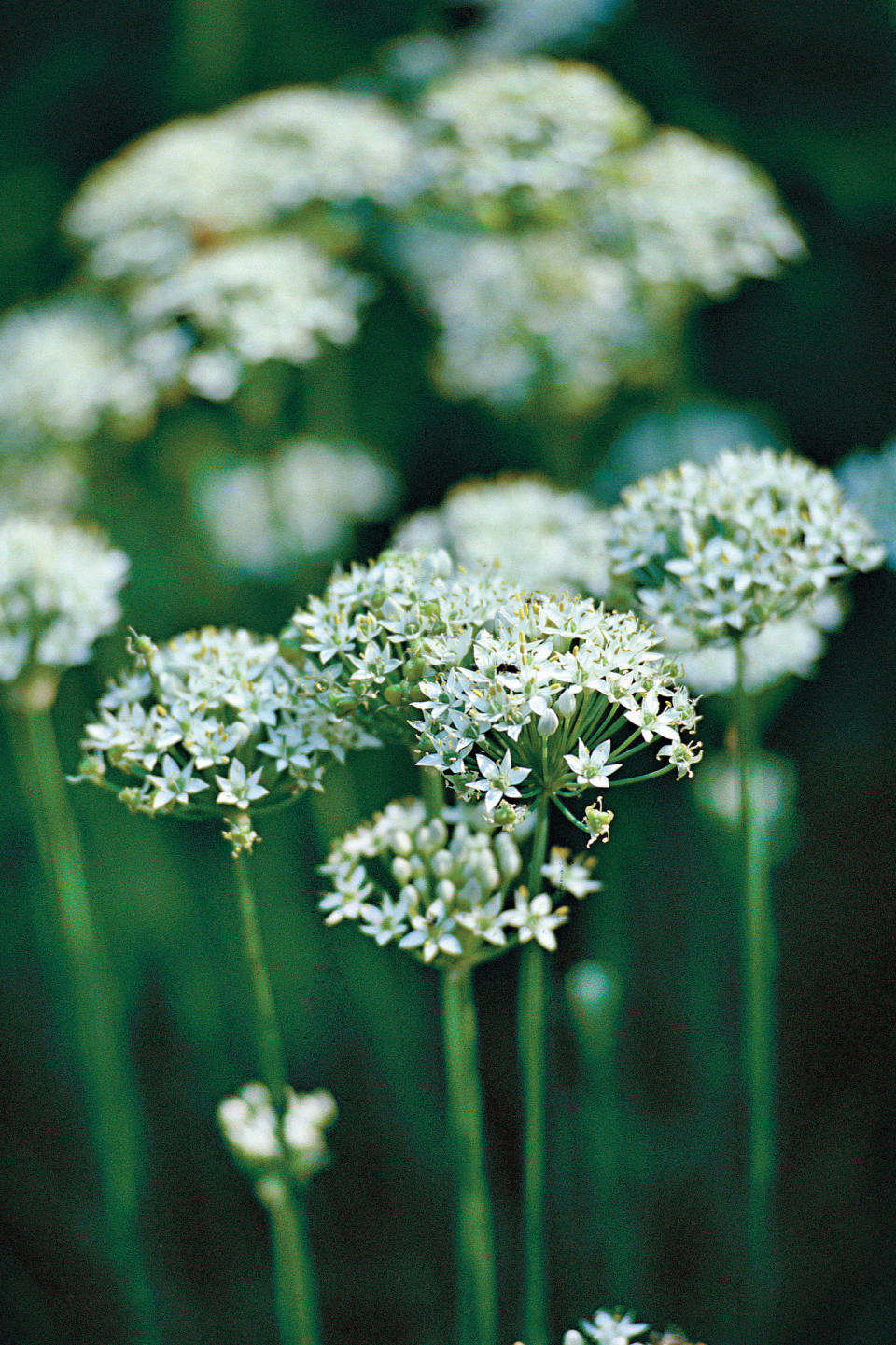 Garlic Chives