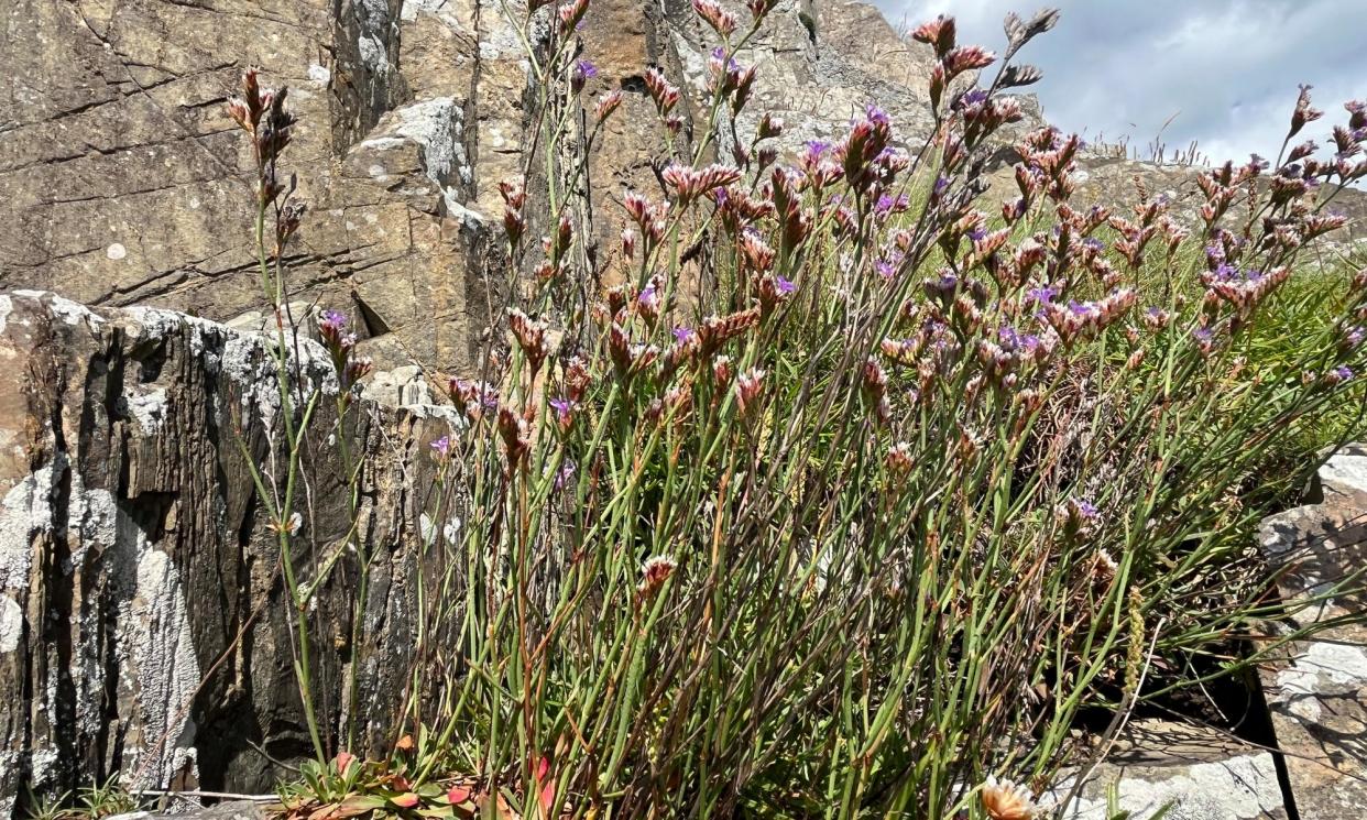 <span>Tall sea lavender on the Lecale coast.</span><span>Photograph: Mary Montague</span>