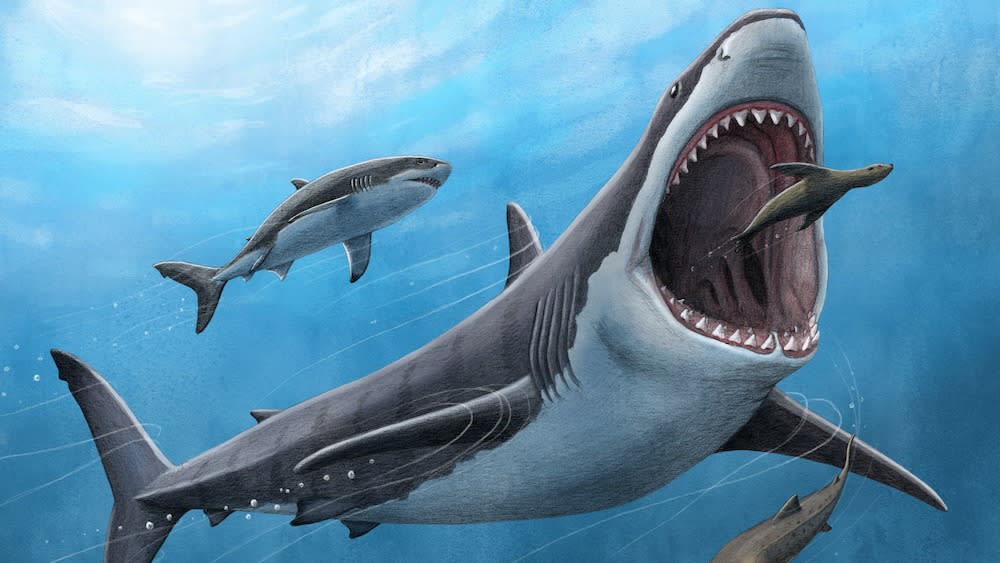  An artist's illustration of a megalodon shark. 
