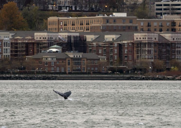 The Atlantic Ocean is home to plenty of humpbacks who’ve, in recent years, made appearances in the New York area. (Photo: Craig Ruttle/AP)