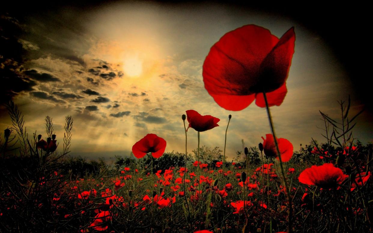 The bright red poppy is regarded as a resilient flower, which managed to flourish despite fields being destroyed by war - Getty Images Fee