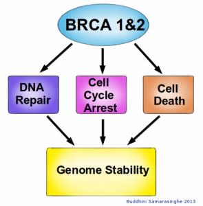 Hallmarks of Cancer 7: Genome Instability and Mutation