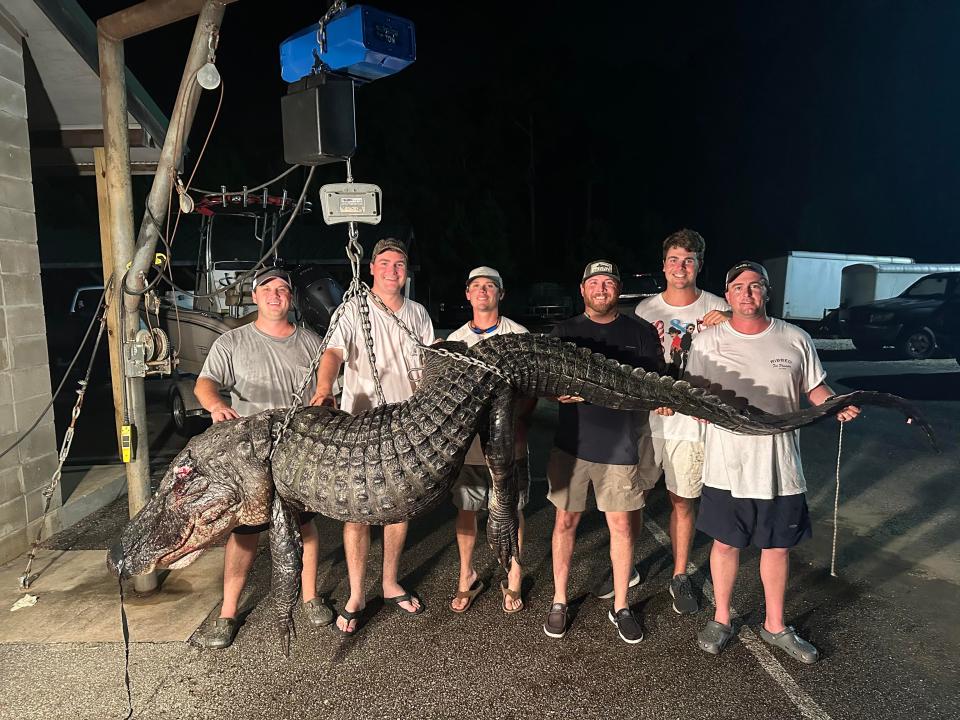 Taylor Douglas caught the alligator, weighing more than 500 pounds, in Alabama early Sunday morning during the state's alligator hunting season.  He was with his friends and team Champ White, Luke Ojeda, Joey Geil, Richard Pipkins and Daniel Haas.