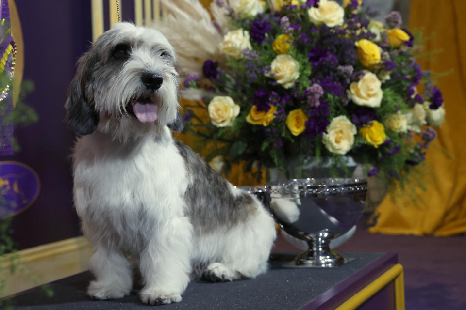 NEW YORK, NEW YORK – MAY 09: Buddy Holly, the Petit Basset Griffon Vendeen, winner of the Hound Group, wins Best in Show at the 147th Annual Westminster Kennel Club Dog Show Presented by Purina Pro Plan at Arthur Ashe Stadium on May 09, 2023 in New York City. (Photo by Sarah Stier/Getty Images for Westminster Kennel Club)