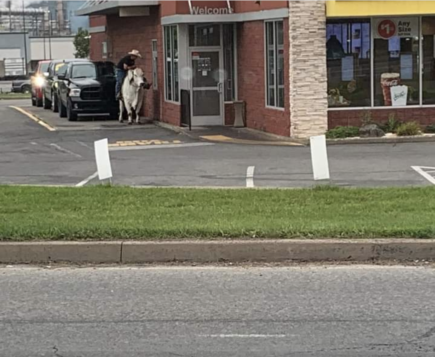 A person at a McDonald's drive-thru on a cow