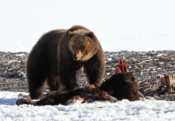 A Yellowstone grizzly bear eating a bison carcass.