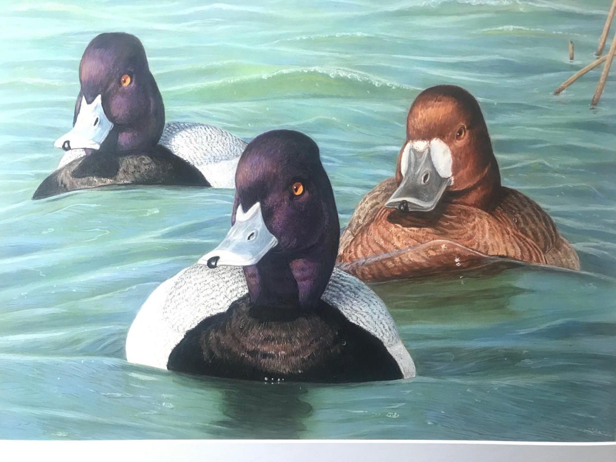 Painting of three lesser scaup that won the 2022 Ohio Wetlands Habitat Stamp Design Competition