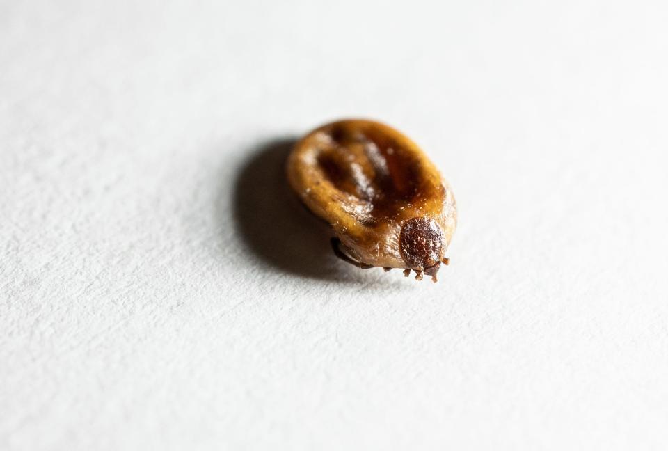 A dead and dried tick is shown at Plaza Veterinary Hospital, P.C. in Farmington on Tuesday, March 22, 2022. 