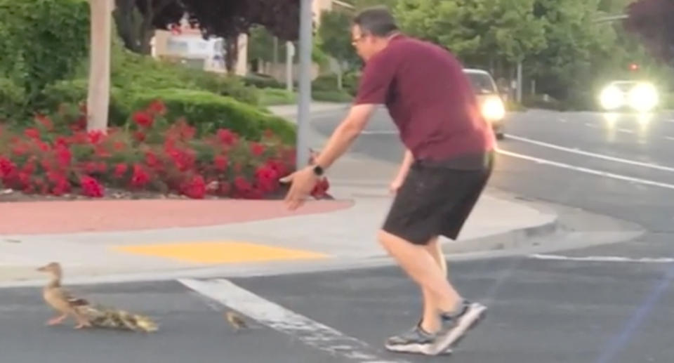 The man can be seen wearing a maroon t-shirt and black shorts as he ushers the family of ducks across a busy road, with cars visible in the background.