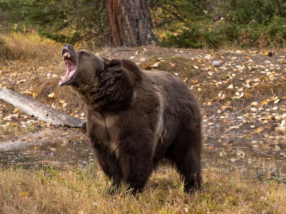 A grizzly bear pictured in Montana (file photo) (Getty Images)