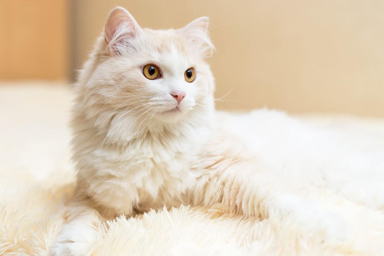 Front of a Turkish Angora cat laying on a light beige rug, selective focus, looking towards the right, light brown wall blurred in the background