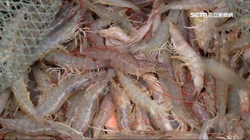 近日傳出傳出宏國南方中小型水產養殖協會，要求政府提供3.5億美元資金，給予蝦農紓困。（示意圖／資料照）