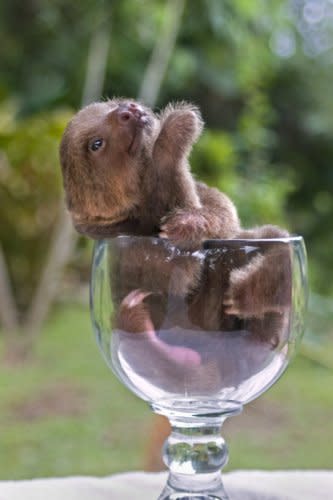 6. Sloth-in-a-Glass