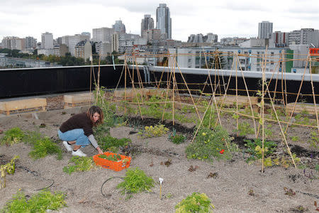 Sophie Jankowski, President of "Seed Postman" association, works on a 900 square meters farm garden on the rooftop of their postal sorting center, as part of a project by Facteur Graine association to transform a city rooftop as a vegetable garden to grow fruits, vegetables, aromatic and medicinal plants, with also chickens and bees in Paris, France, September 22, 2017. Picture taken September 22, 2017. REUTERS/Charles Platiau