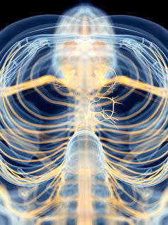 <span class="caption">The vagus nerve, part of the parasympathetic nervous system.</span> <span class="attribution"><span class="source">Shutterstock</span></span>