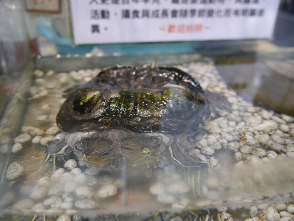 變種雙頭巴西龜龜殼嚴重凹陷。圖片來源：TSPCA提供