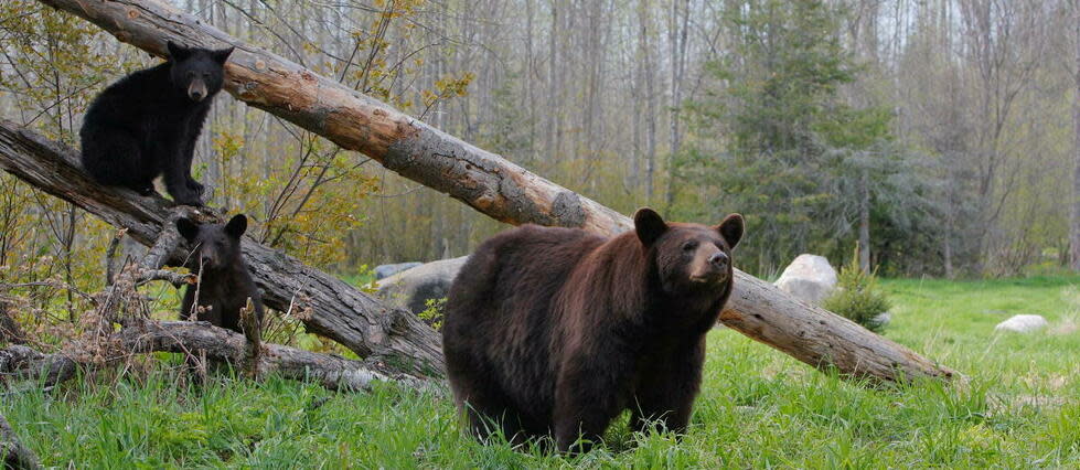 Un ours s'est introduit dans une pâtisserie et a dérobé 60 cupcakes. (Photo d'illustration.)  - Credit:Leemage via AFP