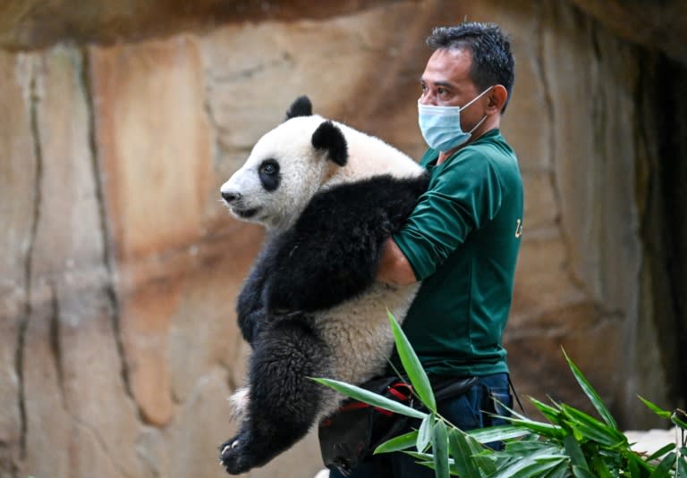 Un soigneur du zoo national de Malaisie porte le panda géant de 11 mois, Sheng Yi, le 25 mai 2022 à Kuala Lumpur (Mohd RASFAN)