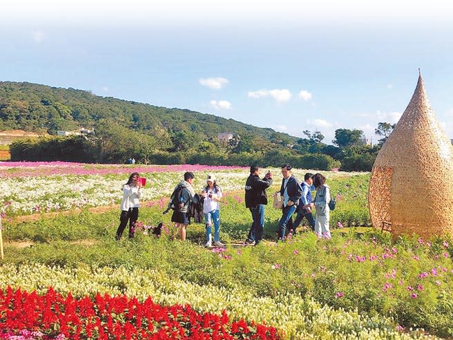 桃園花彩節楊梅展區登場，民眾徜徉繽紛花海。（呂筱蟬攝）