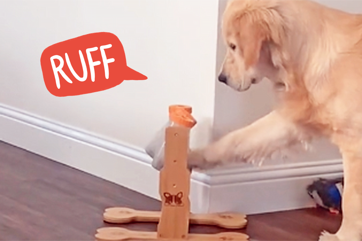 golden does not like enrichment toy tiktok