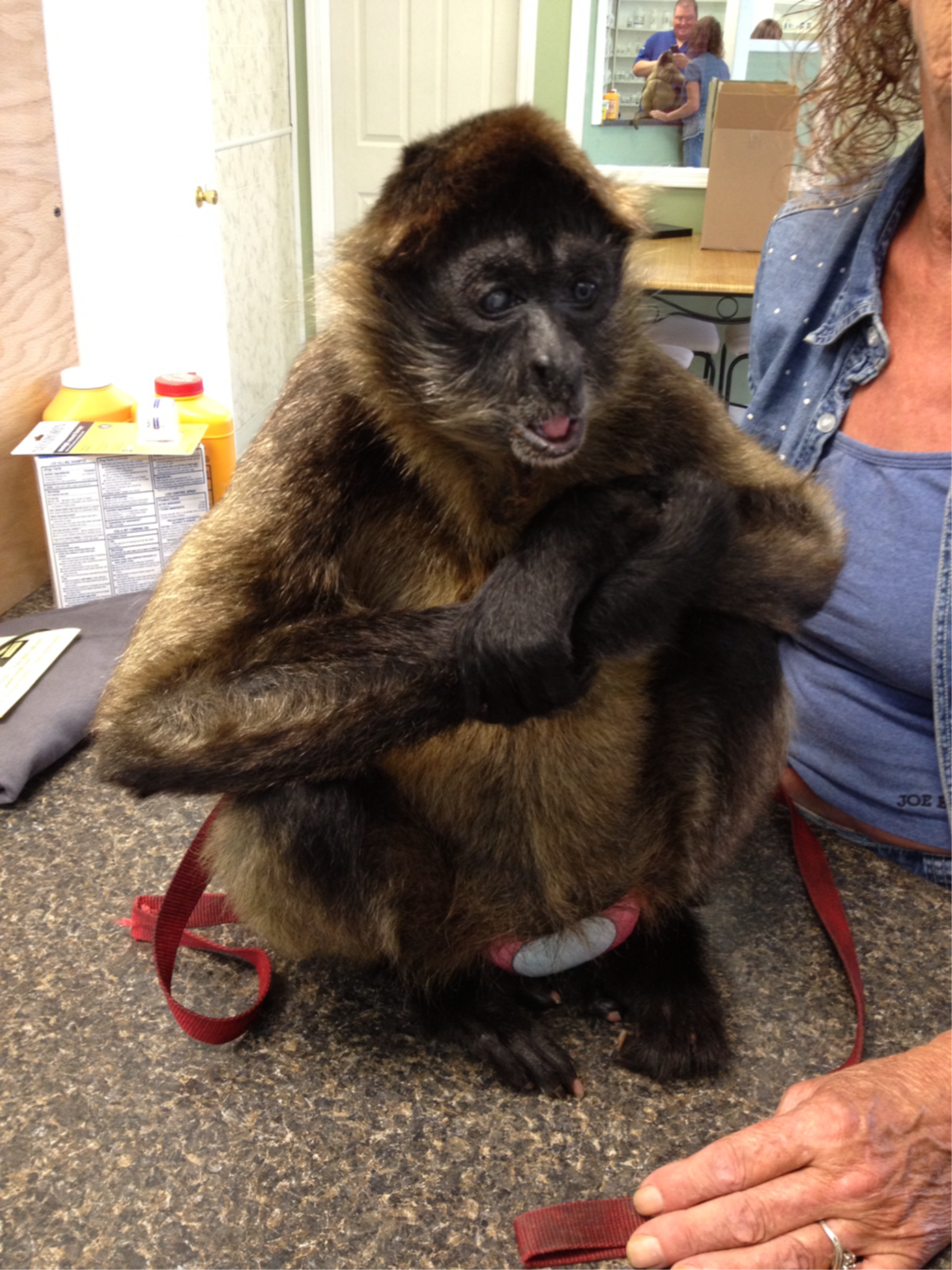 This photo, included as an exhibit in the case against the owners of two Celina, Tennessee, pharmacies, shows Carlos the monkey in Xpress Pharmacy. Defense attorneys don't want pictures of him shown at trial.