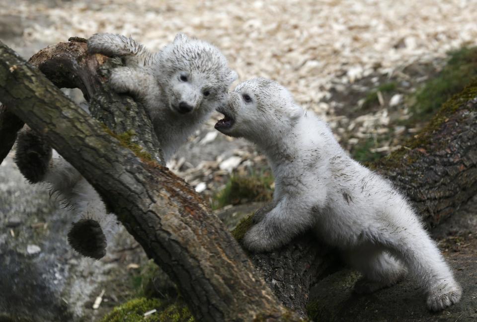 Twin polar bear cubs play outside in their enclosure at Tierpark Hellabrunn in Munich, March 19, 2014. The 14 week-old cubs born to mother Giovanna and who have yet to be named, made their first public appearance on Wednesday. REUTERS/Michael Dalder (GERMANY - Tags: ANIMALS SOCIETY)