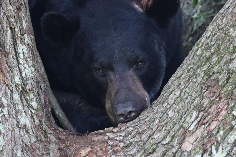 Never feed or approach bears, feeding bears can make them lose their natural fear of people