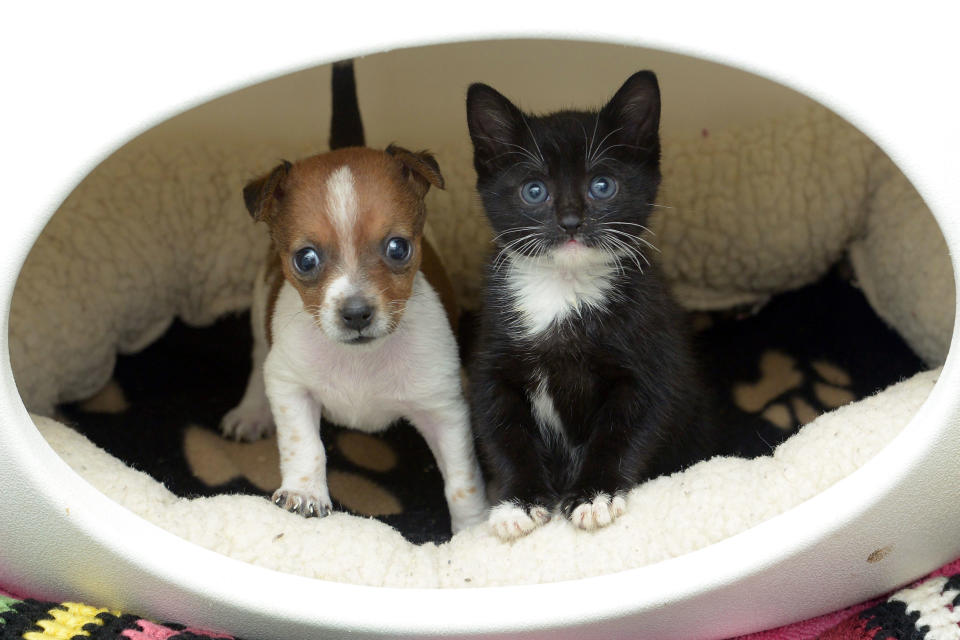 These heartwarming pictures show an abandoned puppy and a rescued kitten that are so close they think they are sisters. The cute pair currently live at Battersea Dogs and Cats Home in Old Windsor, Berkshire, after Kitty was brought in by a kind-hearted member of the public who found her abandoned in a garden -when she was just ONE day old. Buttons the Jack Russell was born at the animal home after her mum's elderly owners could not cope when they discovered she was pregnant with eight puppies. Unfortunately, Buttons was the runt of the litter, and staff have had to hand-rear the little scamp because he was rejected by his mother and was at risk of being killed by her seven brothers and sisters.