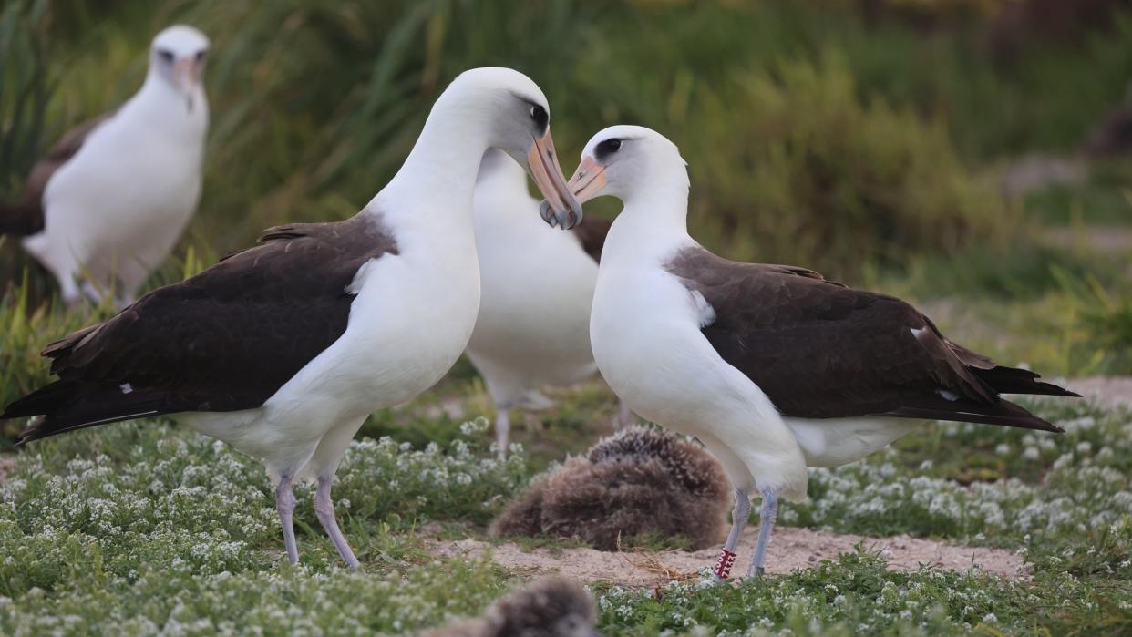  Wisdom the albatross courting a potential mate. 