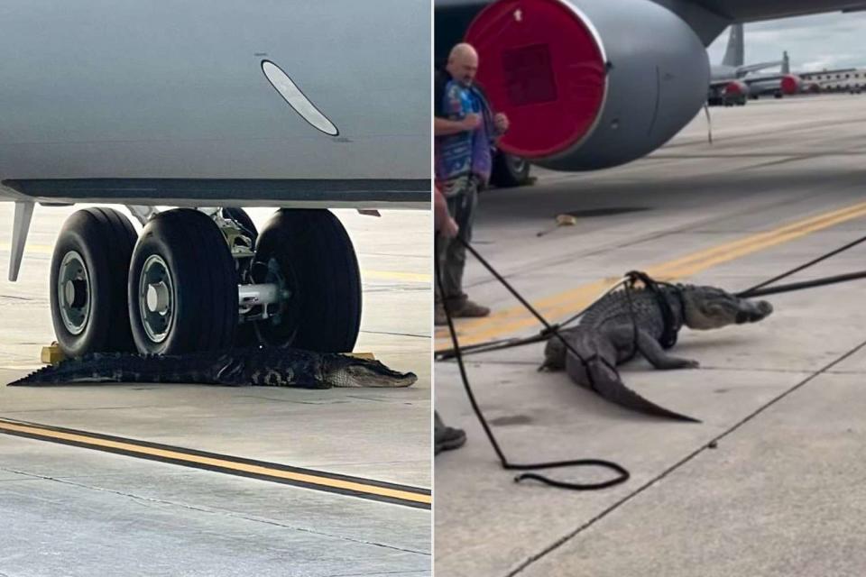 <p>MacDill Air Force Base</p> An alligator lays under an airplane at MacDill Air Force Base in Tampa, Florida, (left) and FWC officers wrangling the same alligator