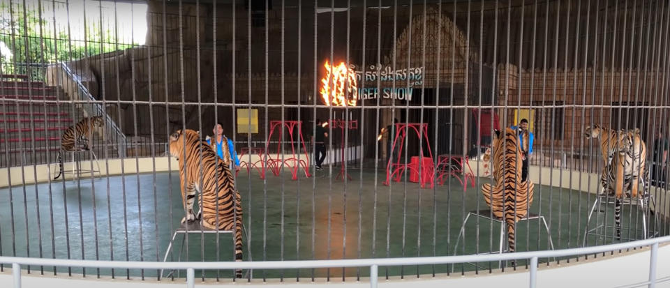 As part of the Tiger Show, tigers are made to jump through fire at Phnom Penh Safari. Source: Newsflash/Australscope